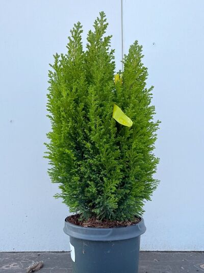 Goldgelbe Kegelzypresse / Goldgelbe Mooszypresse - Chamaecyparis lawsoniana ‘Ellwood`s Gold‘