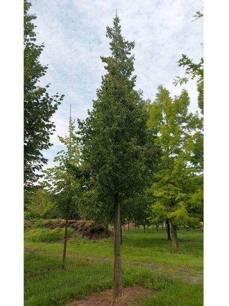 Winter-Linde &#039;Roelvo&#039; / Tilia cordata &#039;Roelvo&#039;