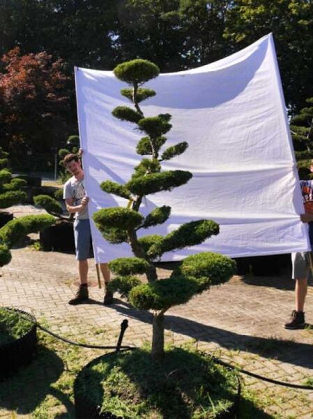 Garten-Bonsai (301583) / Juniperus media 'Hetzii' H: 210 cm B: 130 cm