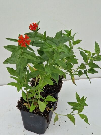 Lychnis chalcedonica (Brennende Liebe) P9, Staude im Topf mit grünen Blättern und roten Blütenständen