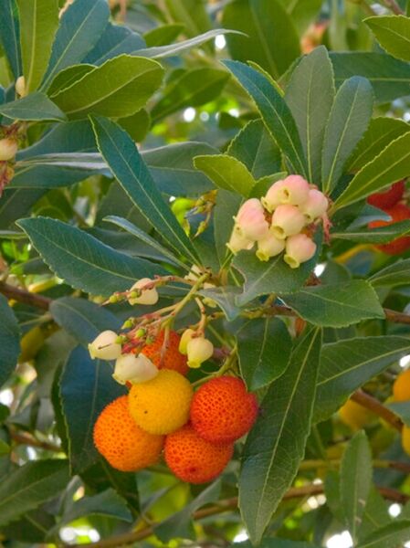 Rotblühender Erdbeerbaum 'Rubra' / Rotblühender Erdbeerbaum 'Rubra'