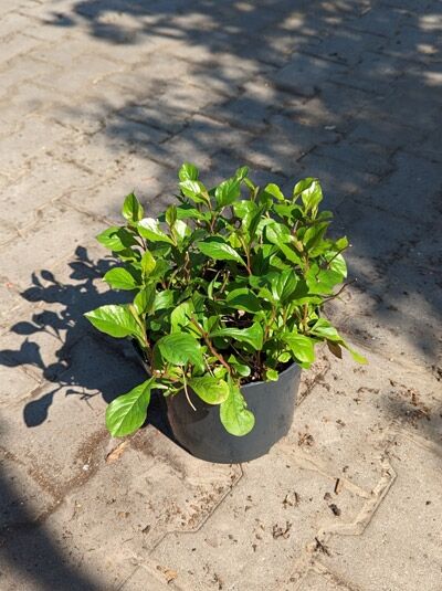 Ceratostigma plumbaginoides (Chinesische Bleiwurz) C3 im Pflanztopf, kompakter Wuchs mit grünen Blättern.