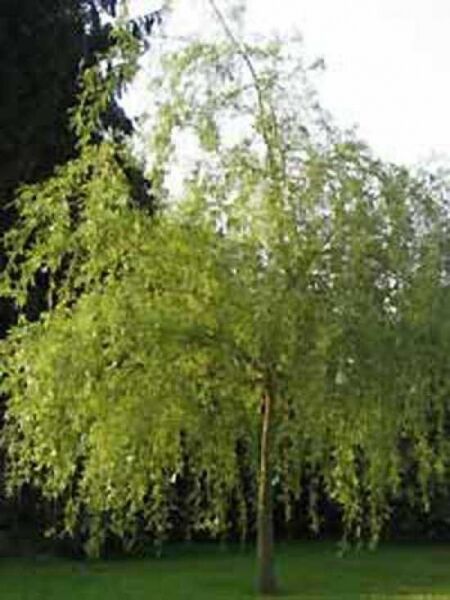 Salix babylonica 'Aurea' / Gelbe Babylonische Trauer-Weide