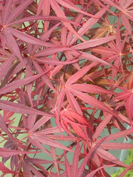 Acer palmatum 'Pevé Dave' / Japanischer Fächerahorn 'Pevé Dave'