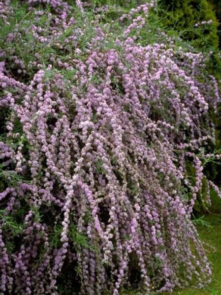 Hänge-Flieder / Schmetterlingsstrauch / Buddleja alternifolia