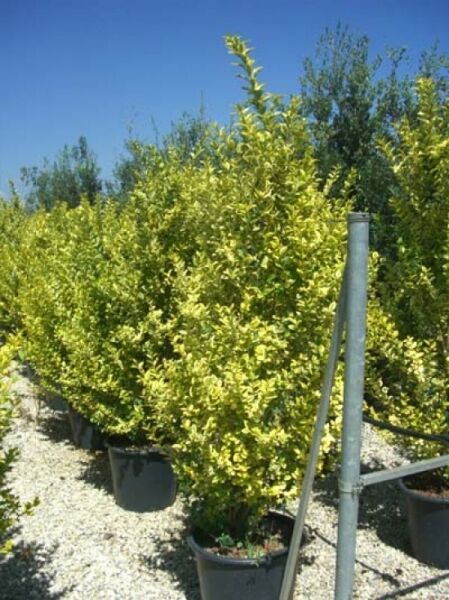 Ligustrum ovalifolium 'Aureum' / Gold-Liguster, gelbgrünes Laub, Strauch im Container C35, 150–175 cm