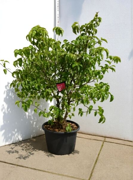 Cornus florida 'Rubra' / Roter Blumen-Hartriegel, 125-150 cm, im C20-Topf, mehrtriebiger Strauch mit grünem Laub.