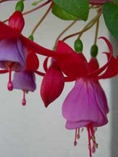 Fuchsie 'Abbe Farges' / Fuchsia 'Abbe Farges'