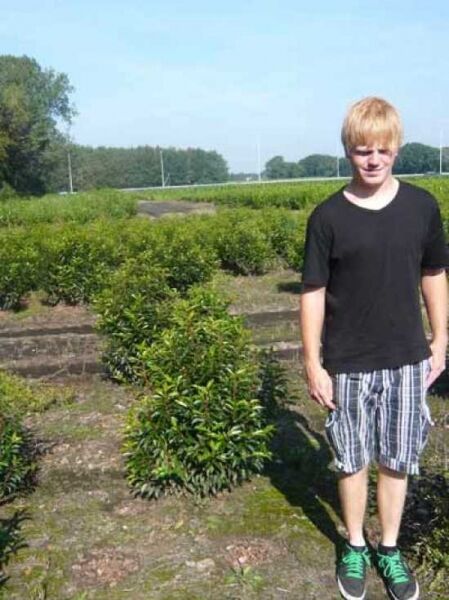 Portugiesischer Kirschlorbeer / Portugiesischer Kirschlorbeer