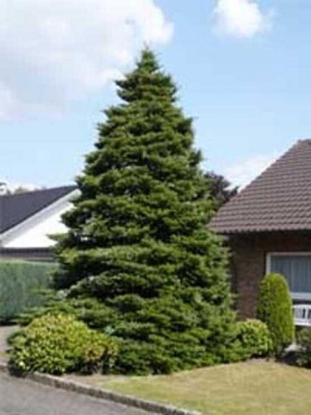 Abies koreana / Korea-Tanne