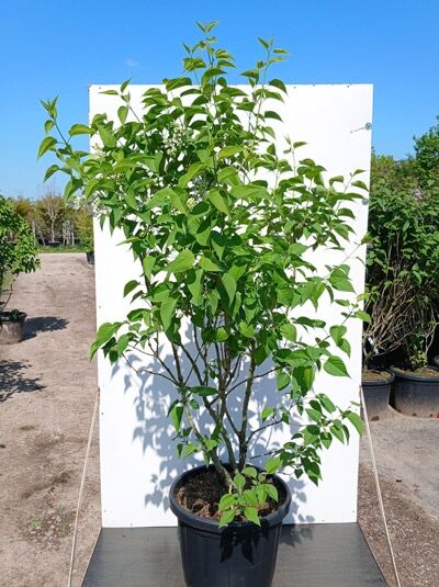 Gartenflieder / Gewöhnlicher Flieder / Edelflieder 'Madame Lemoine' - Syringa vulgaris 'Madame Lemoine'