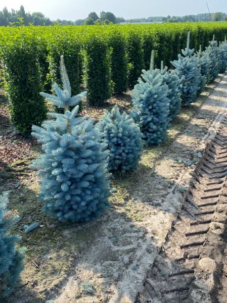 Picea pungens 'Blue Diamond' / Kegel-Blaufichte