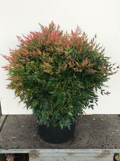 Himmelsbambus Nandina domestica 'Gulf Stream' 70-80 cm C25, kompakter Strauch im Pflanzcontainer mit grün-rötlichem Laub
