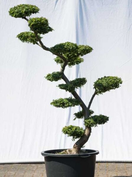 Garten-Bonsai (540) / Ulmus minor 'Jacqueline Hillier' H: 160 cm B: 120 cm