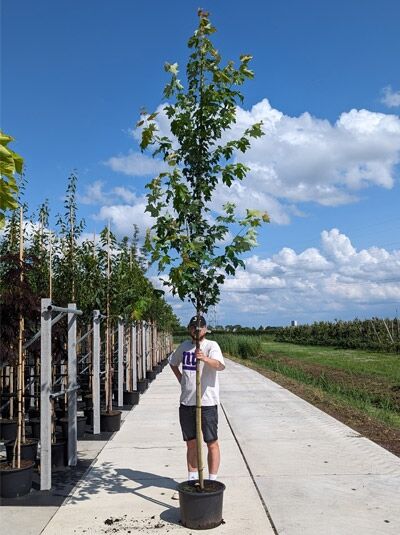 Säulen-Rot-Ahorn Acer freemanii 'Armstrong' Hochstamm 12-14 StU im Container, schlanker Stamm mit aufrechtem Wuchs und Laubkrone.