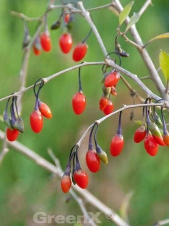 GojiBeere 'Instant Success' / Lycium barbarum 'Instant Success' kaufen