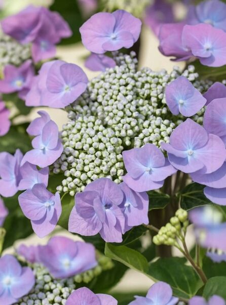 Bauern-Hortensie Hydrangea macrophylla 'Dolly Buster'® mit violettblauen Blüten und hellgrünen Knospen im Blütenstand.
