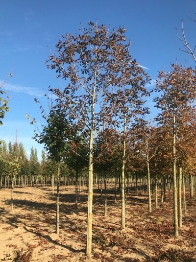 Gewöhnliche Rosskastanie (Aesculus hippocastanum) Hochstamm 30-35 StU m. Db., Baum mit geradem Stamm und Krone im Quartier