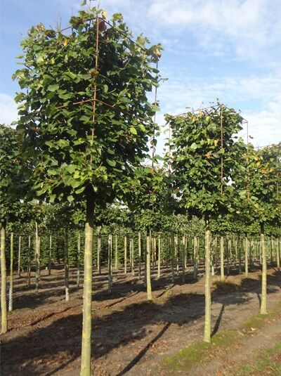 Kaiser-Linde H:100 B:100 T:100 (220 cm Stamm) / Kaiser-Linde H:100 B:100 T:100 (220 cm Stamm)