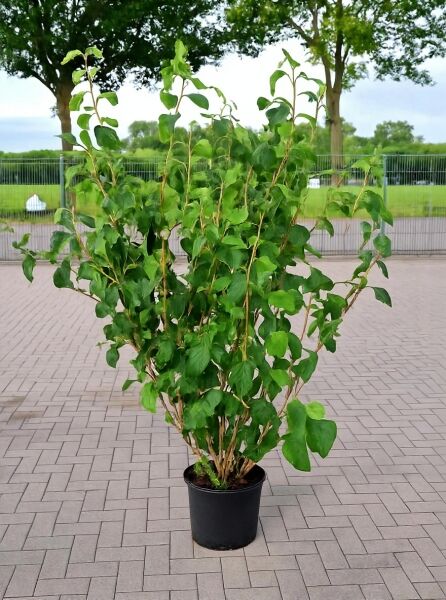 Viburnum lantana / Wolliger Schneeball 150-175 cm C20, mehrtriebiger Strauch im schwarzen Container mit grünem Laub