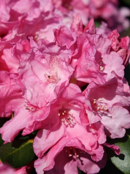 Rhododendron 'Irmelies' (Rhododendron williamsianum 'Irmelies') mit rosa Blütentrauben und sichtbaren Staubgefäßen nah aufgenommen.