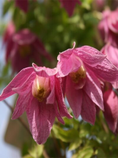 Alpen-Waldrebe 'Ruby' - Clematis alpina 'Ruby'