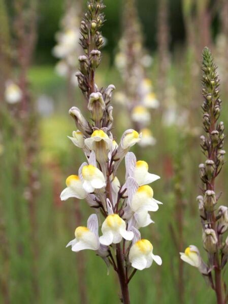 Gestreiftes Leinkraut 'Petra' / Linaria repens 'Petra'