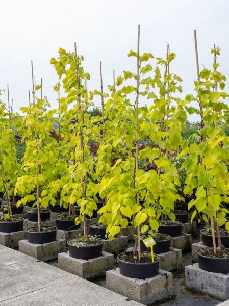 Cercis canadensis 'Golden Falls' (Judasbaum) im Topf, junger Baum am Stab mit gelbgrünen Blättern in Baumschule.
