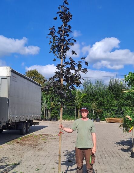 Acer platanoides 'Faassen's Black' (Blut-Ahorn), Hochstamm im Container, 8–10 StU, mit dunklem Laub und geradem Stamm.