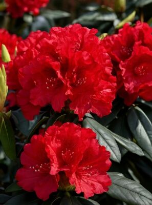 rhododendron trit d2 'Dark Lord' Rhododendron main image 0