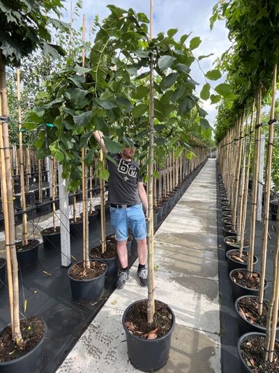 Ulmus glabra 'Pendula' (Hänge-Ulme/Lauben-Ulme) Hochstamm 10-12 StU im Container mit überhängender Krone und grünem Laub
