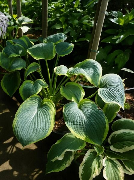 Blaue Gelbrand-Funkie (Hosta sieboldiana) 'France Williams' C10, blaugrüne, herzförmige Blätter mit gelbem Rand im Topf