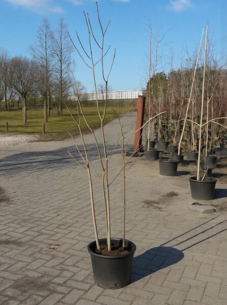 Asimina triloba (Dreilappige Papau) mehrstämmiger Jungbaum, 150–175 cm, im C20-Container, unbelaubt.