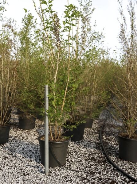 Stewartia pseudocamellia (Japanische Scheinkamelie) 200-250 cm C50, mehrstämmiger Strauch im Container mit grünem Laub.