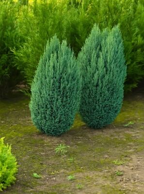 Blaue Kegelzypresse / Blaue Mooszypresse - Chamaecyparis lawsoniana  'Ellwoodii'