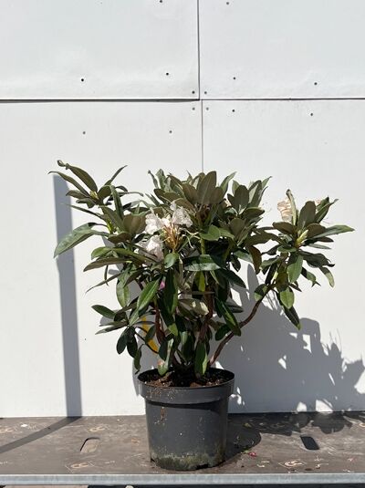 Rhododendron Hybride 'Cheer' (Rhododendron 'Cheer') 30-40 cm C5, immergrüner Strauch im Topf mit weißen Blüten und Knospen