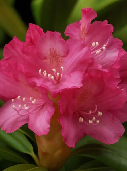 Rhododendron yakushimanum 'Looking Glass' / Rhododendron 'Looking Glass' mit pinkfarbenen Blüten in Nahaufnahme
