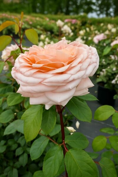 Edelrose 'Courage' ® / Edelrose 'Courage' ®
