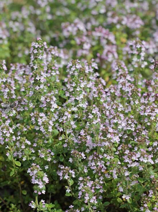GartenZitronenThymian 'Lemon' / Thymus citriodorus 'Lemon' kaufen