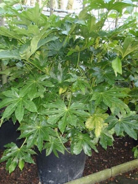 Fatsia japonica (Zimmeraralie) 125–150 cm, C35 im Topf, dichtes grünes, handförmig gelapptes Laub.