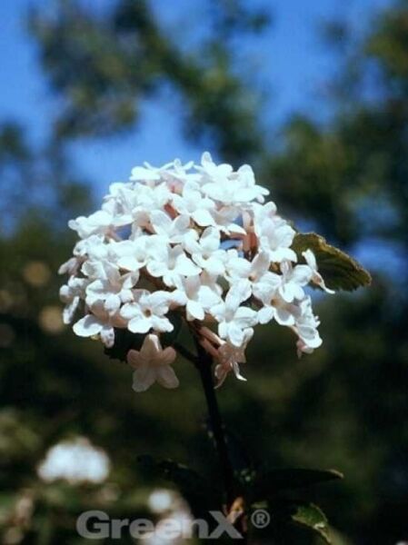 Koreanischer Duft-Schneeball 'Juddii' / Viburnum carlesii 'Juddii'
