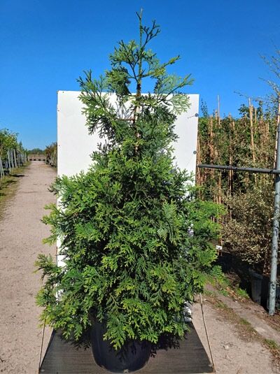 Hiba-Lebensbaum - Thujopsis dolabrata