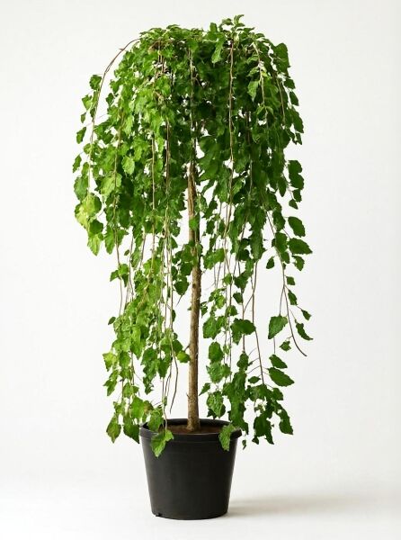 Morus alba 'Pendula' / Hängender weißer Maulbeerbaum 'Pendula' Hochstamm 10-12 StU im Container mit hängender Krone
