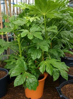 borsigiana albo variegata Variegated Monstera Albo Plant - Rare White Borsigiana - Single Leaf