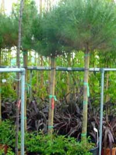 Italienische Stein-Kiefer / Mittelmeer-Kiefer / Schirmkiefer / Pinus pinea
