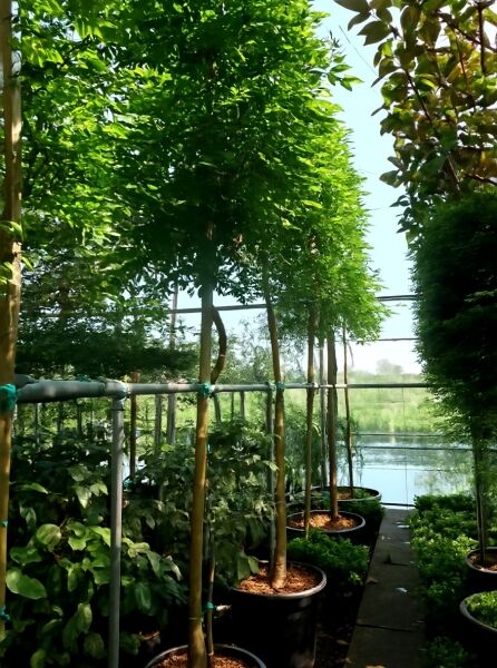 Wisteria sinensis 'Prolific' / Chinesischer Blauregen 'Prolific' Hochstamm 14-16 StU im Container, mit dichtem Laubkrone