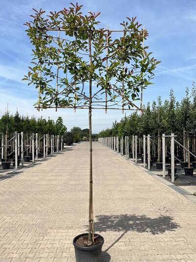 Photinia fraseri / Glanzmispel Hochstamm-Spalier im Container, Stamm mit rechteckigem Spalierrahmen und Laubkrone