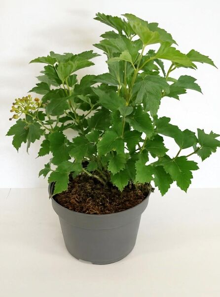 Viburnum opulus 'Compactum' / Zwerg-Schneeball 'Compactum' 40-50 cm C5 im Topf mit grünem Laub und Knospenansatz