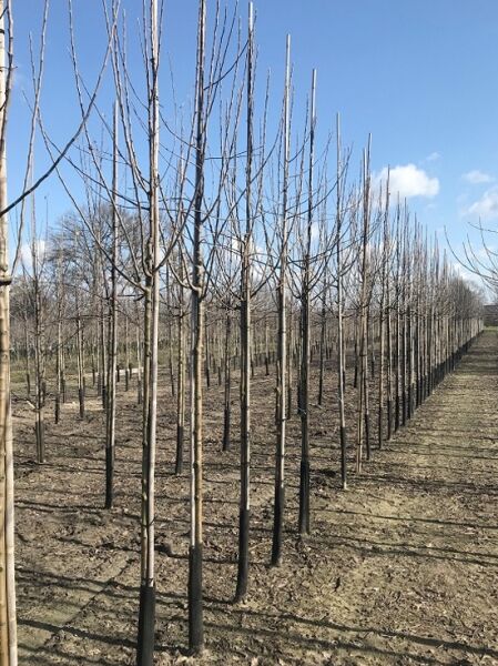 Winterapfel 'Granny Smith' / Winterapfel 'Granny Smith'