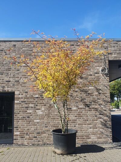 Zanthoxylum simulans / Szechuan Pfeffer 'Schirmform' 300-350 cm (546204)